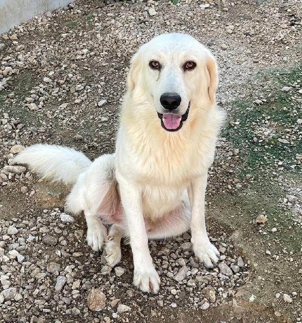 Adotta Il Dolce Lucky
